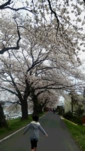 大河原の桜